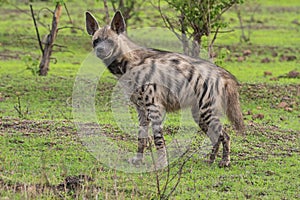 The striped hyena Hyaena hyaena , Satara, Maharashtra