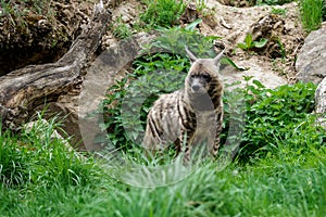 Striped hyena Hyaena hyaena sultana