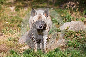 Striped hyena (Hyaena hyaena sultana