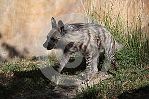 Striped hyena (Hyaena hyaena). photo