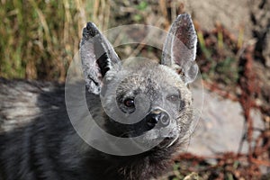 Striped hyena (Hyaena hyaena).