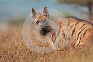 striped hyene photo