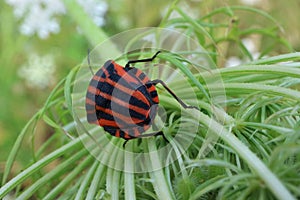 Striped insect on plant graphosoma lineatum