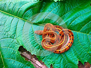 Striped Keelback, Xenochrophis vittatus, Saswad, Maharashtra