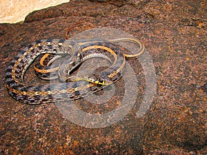 Striped Keelback, Xenochrophis vittatus, Saswad, Maharashtra