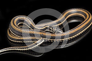 The striped keelback, Xenochrophis vittatus, is a species of snake found mainly in Indonesia isolated on black