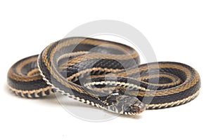 The striped keelback, Xenochrophis vittatus, is a species of snake found mainly in Indonesia isolated on white