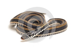 The striped keelback, Xenochrophis vittatus, is a species of snake found mainly in Indonesia isolated on white