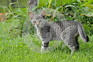 Striped kitten