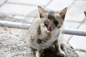 striped kitten