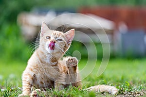 Striped kitten or cat, sitting on the grass and lick nose