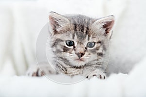 Striped kitten face portrait. Beautiful fluffy tabby gray kitten. Cat animal baby kitten with big eyes sits on white comfortable