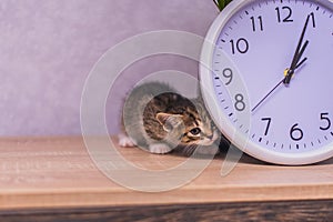 Striped kitten hid behind a clock on a wooden table