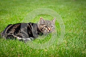 Striped kitten is hunting on fresh grass