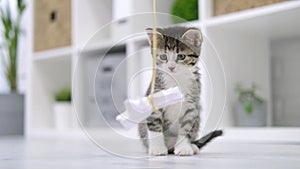 Striped kitten playing with paper bow on string in modern interior home. cat jumping doing funny pose. Kitty catches