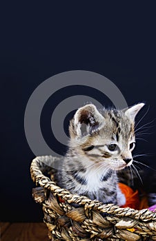 A striped kitten plays with balls of wool. Wicker basket, wooden floor and black background.