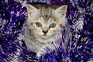 Striped kitten plays with Christmas tinsel