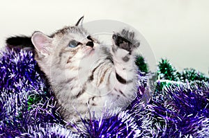 Striped kitten plays with Christmas tinsel