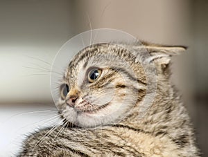 Striped kitten pursing ears portrait