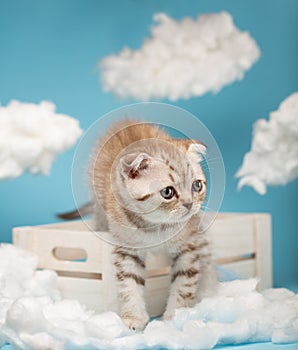 Striped kitten of Scottish breed light brown with green eyes climbs out of a wooden box.