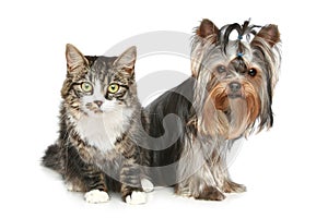 Striped kitten and yorkshire terrier