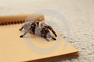 Striped knee tarantula Aphonopelma seemanni on notebook