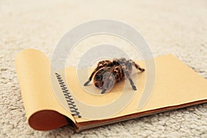 Striped knee tarantula Aphonopelma seemanni on notebook