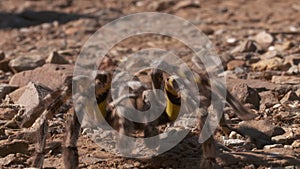 Striped Knee Tarantula Running Towards Camera