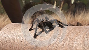 Striped Knee Tarantula On Top of Wooden Tube