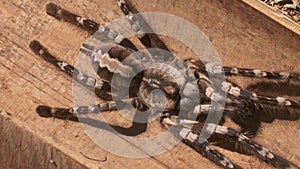 Striped Knee Tarantula on Wooden Table