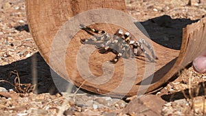 Striped Knee Tarantula on Wooden Tube