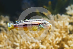 Striped lake Malawi mbuna fish Melanochromis auratus, golden cichlid, in pseudo marine aquarium