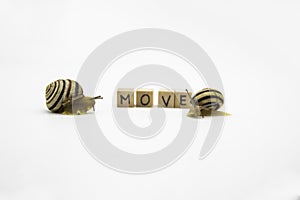 Striped land snails with small wooden cubes with letters isolated on the white background. A word MOVE with grove snails