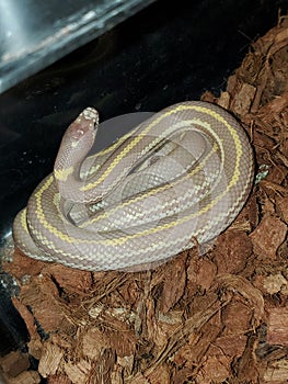 Striped Lavender albino kingsnake