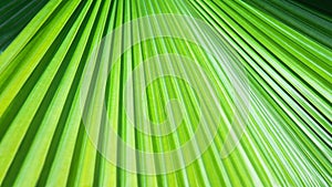 Striped leaf of tropical palm. Abstract green texture background