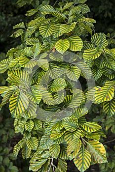 Striped leaves of Fagus sylvatica `Oudenbosch`