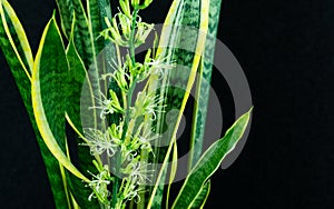 Striped leaves and flower of Sansevieria trifasciata `Laurentii` on black background. Variegated green leaves with golden edge