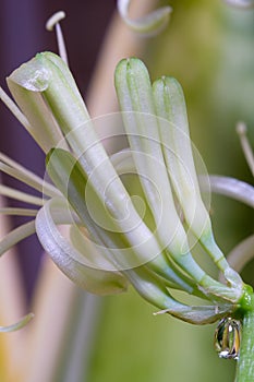 Striped leaves and flower of Sansevieria trifasciata Laurentii. Drops of secreted nectar closeup