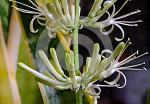 Striped leaves and flower of Sansevieria trifasciata Laurentii. Drops of secreted nectar closeup