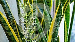 Striped leaves and flower of Sansevieria trifasciata Laurentii. Variegated tropical green leaves with golden edge of snake plant