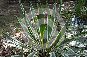 Striped leaves Yucca gloriosa in the natural light of the garden. photo
