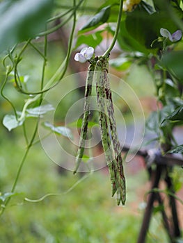 Striped Lentils, yardlong bean,Vigna unguiculata sesquipedalis, Sesquipedalis, Magnoliophyta, Fabaceae, red vegetable Yard long