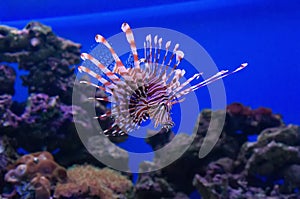 Striped lionfish-zebra swims among the corals