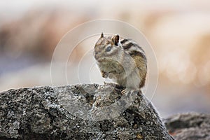 Striped little chipmunk on a rock