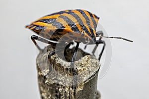 Striped look: striped bedbug in close-up