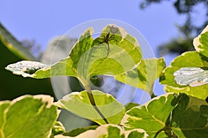 A Striped lynx spider with its spider sac on the underside of a Shield Aralia leaf