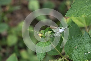 A striped lynx spider sitting atop its nest, which has its eggs inside