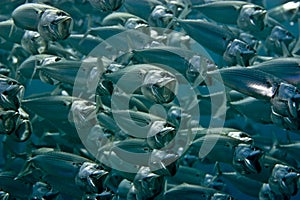 Striped mackerel (rastrelliger kanagurta)