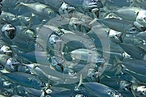 Striped mackerel (rastrelliger kanagurta)