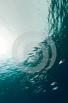 Striped mackerel in the Red Sea.